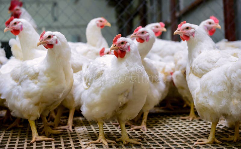 Broiler Chicken