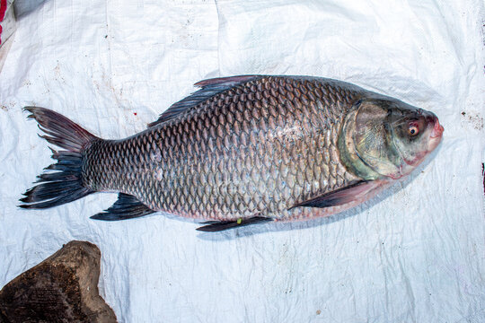 Catla Fish (कटला)