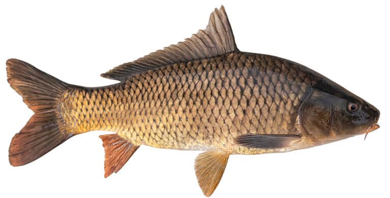 Common Carp Fish (कॉमन कार्प / दबरी)