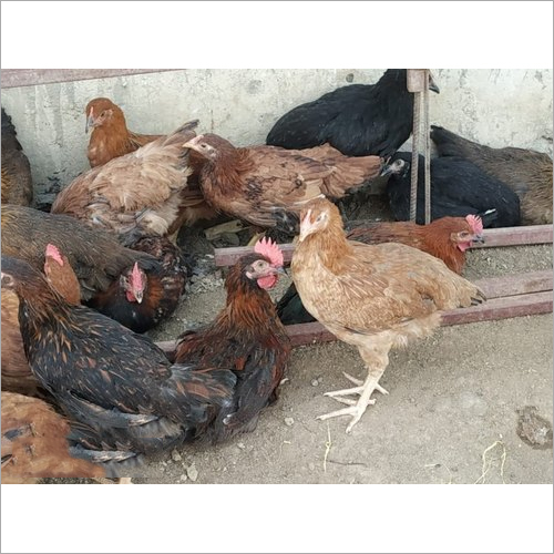 Country Chicken (Desi)