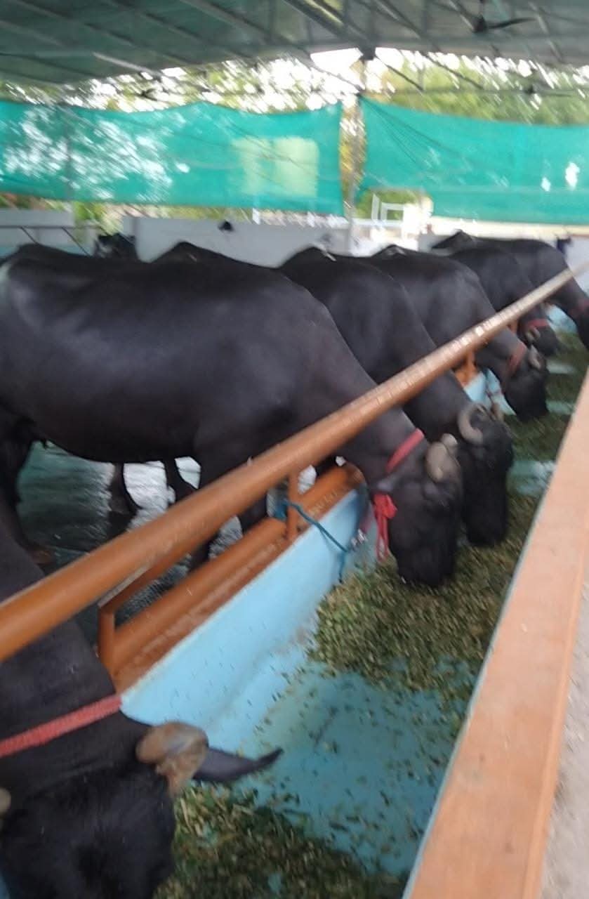 Animal Husbandry
