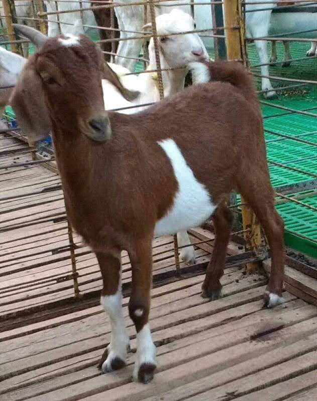 Animal Husbandry