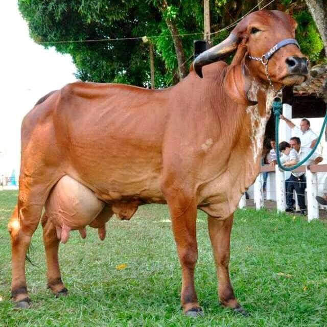 Animal Husbandry
