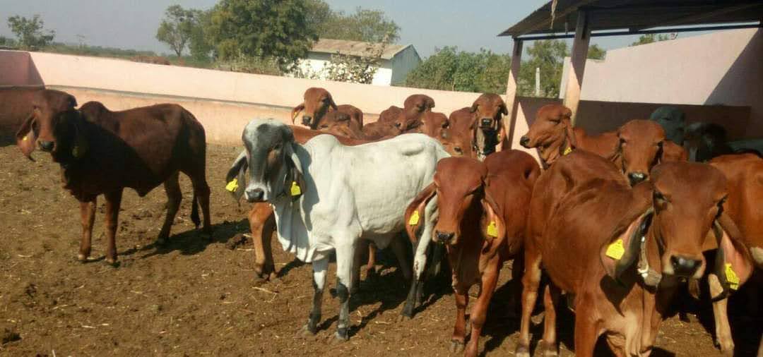 Animal Husbandry