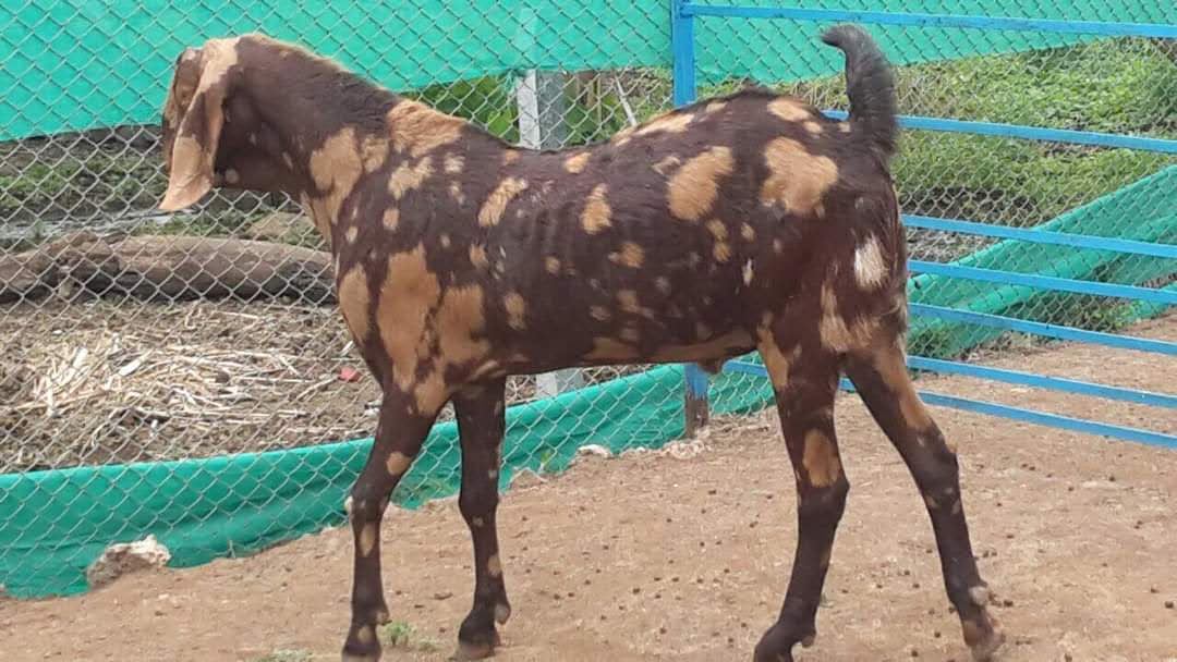 Animal Husbandry