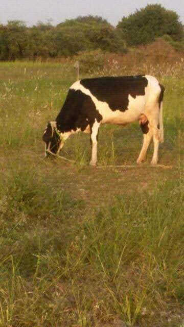 Animal Husbandry