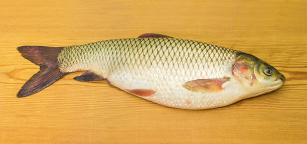 Grass Carp (गवत मासा)