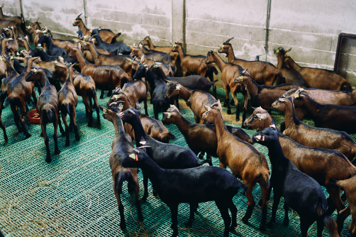Live Goats Trading