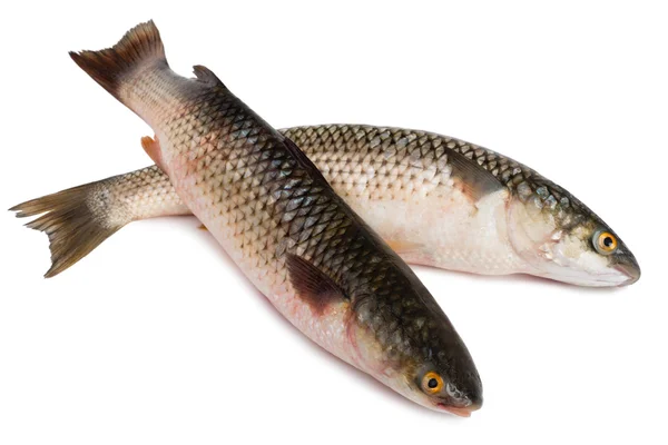 Mullet Fish (बांगडा / धोंड मासा)