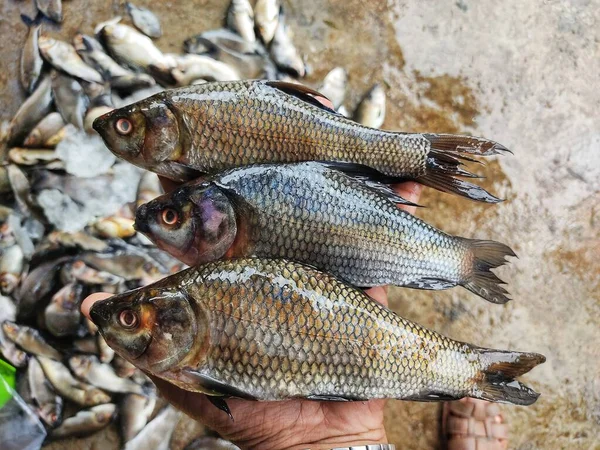 Fresh Rohu Fish (रोहु)