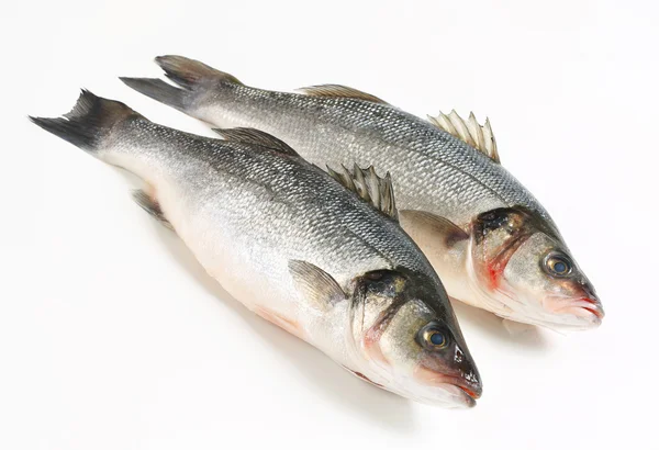 Seabass (धार मासा)