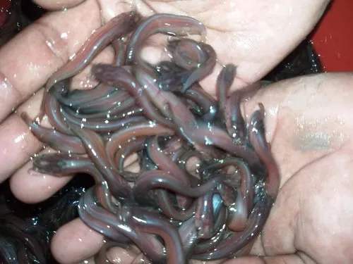 Shingti Fish (शिंगटी / सिंगी)
