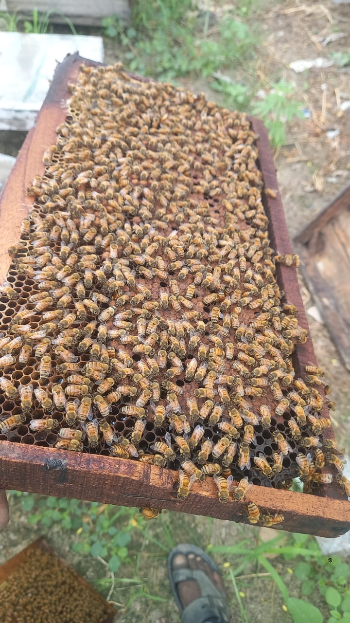 Organic Honey