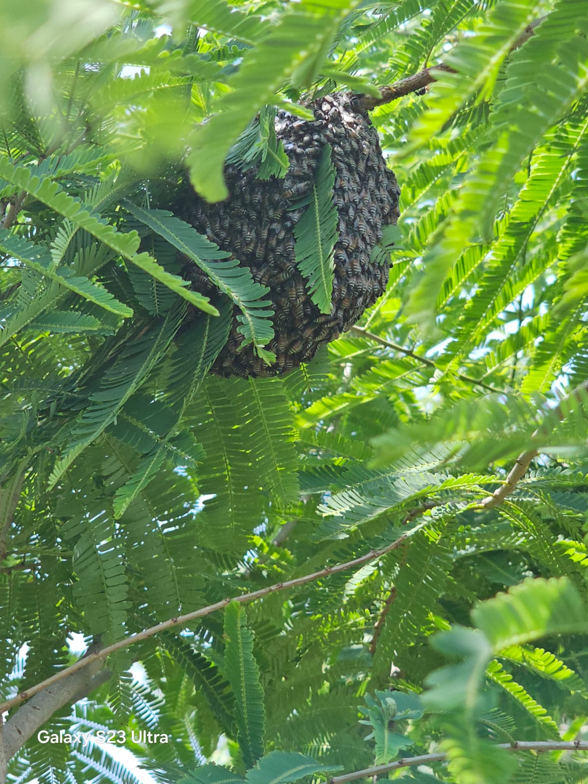 Honeycomb