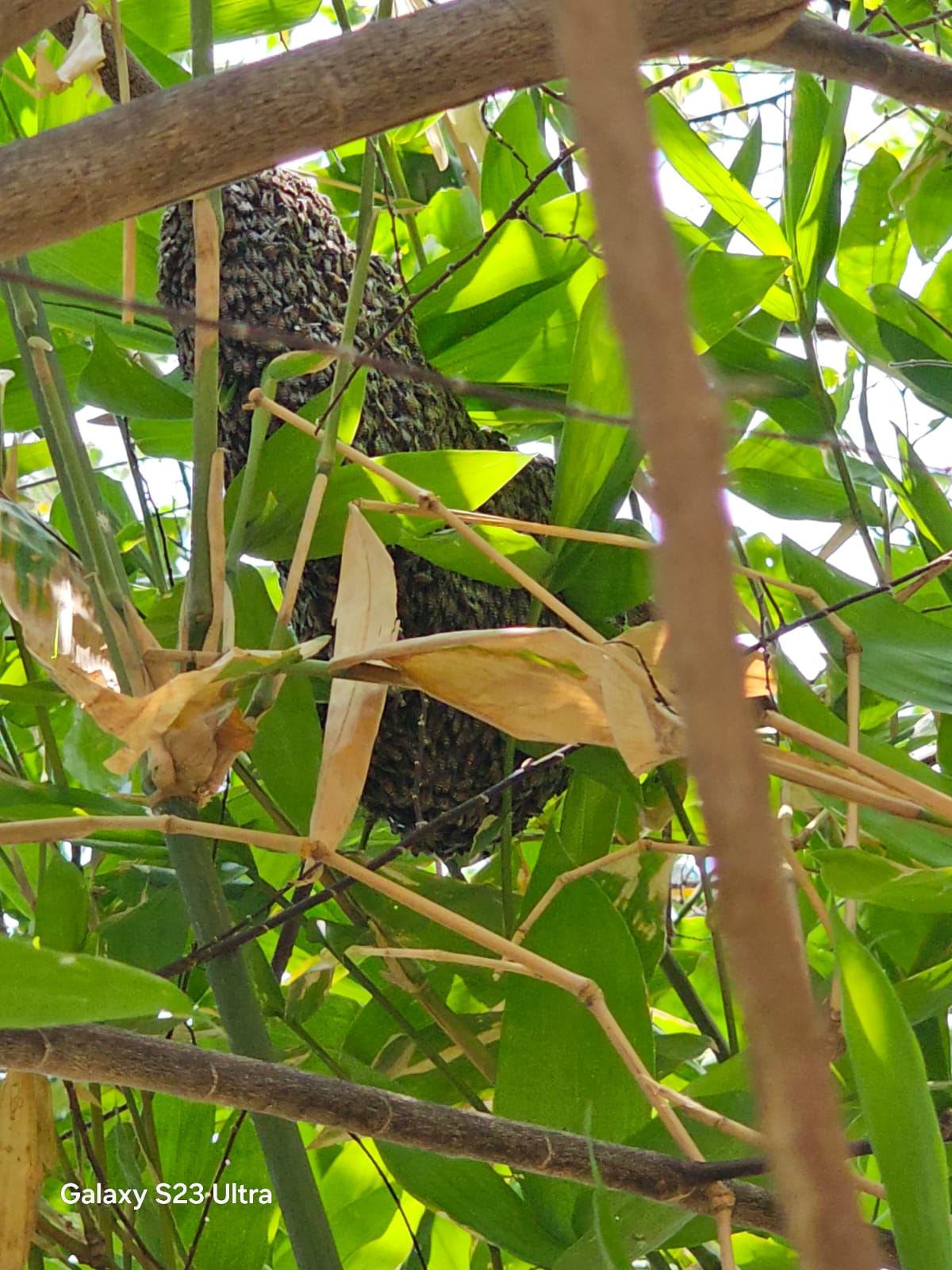 Honey Harvesting