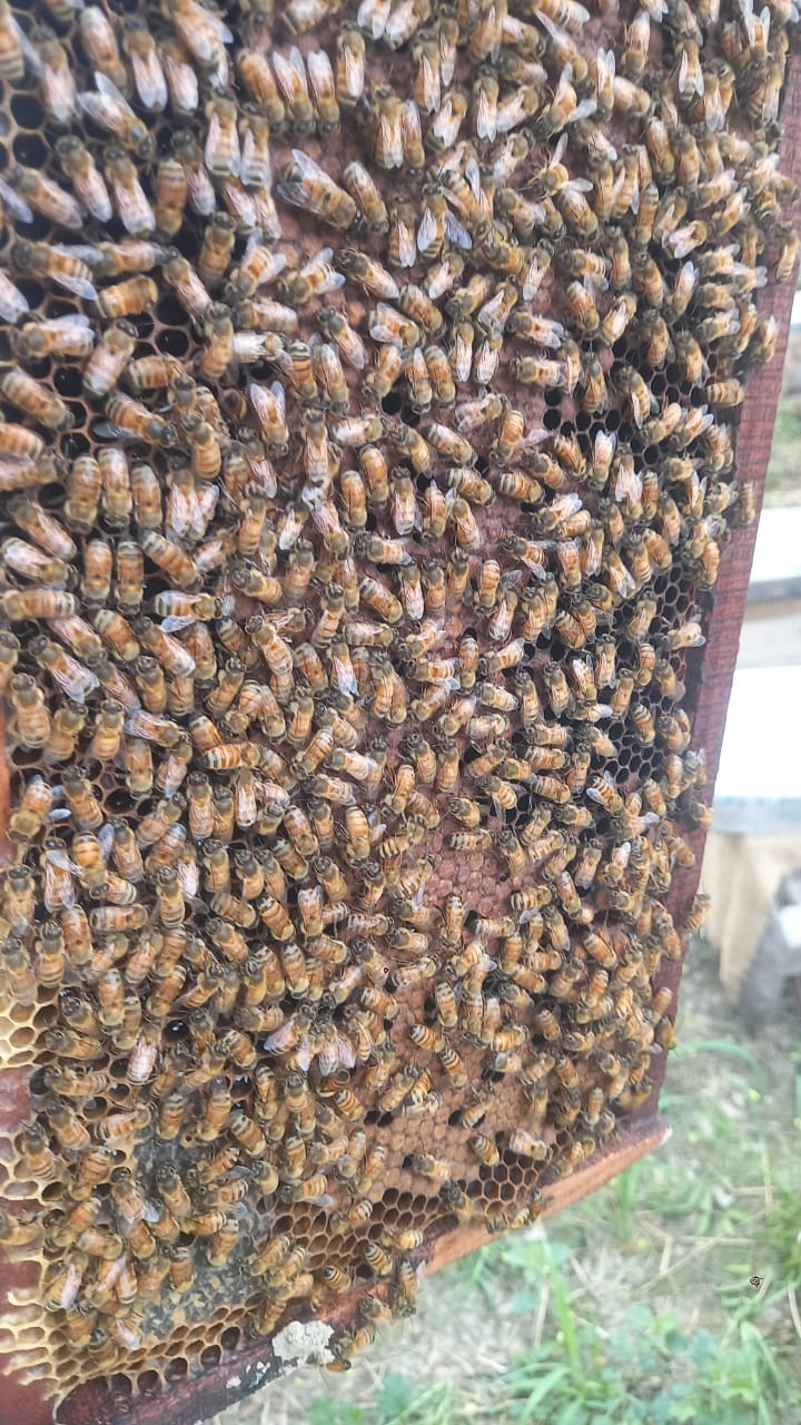 Honey Extraction
