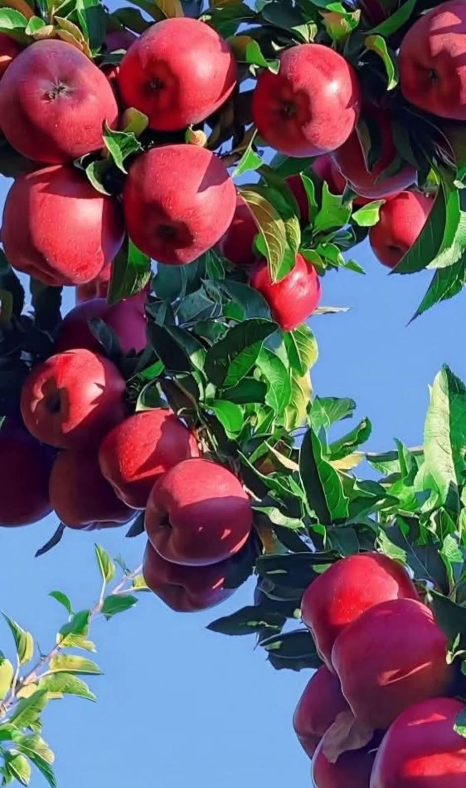 Apples (सफरचंद)
