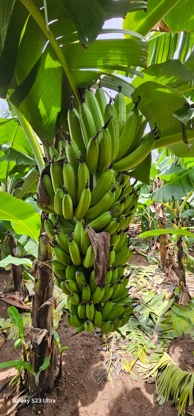 Bananas (केळी)