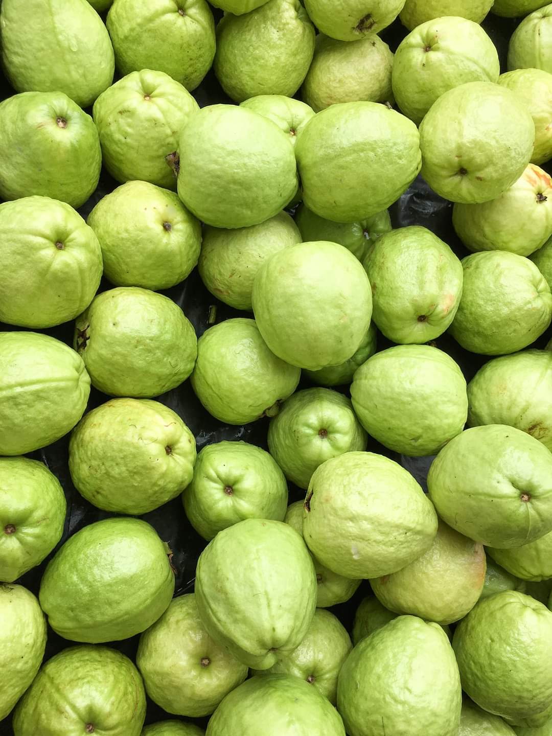 Guavas (पेरू)