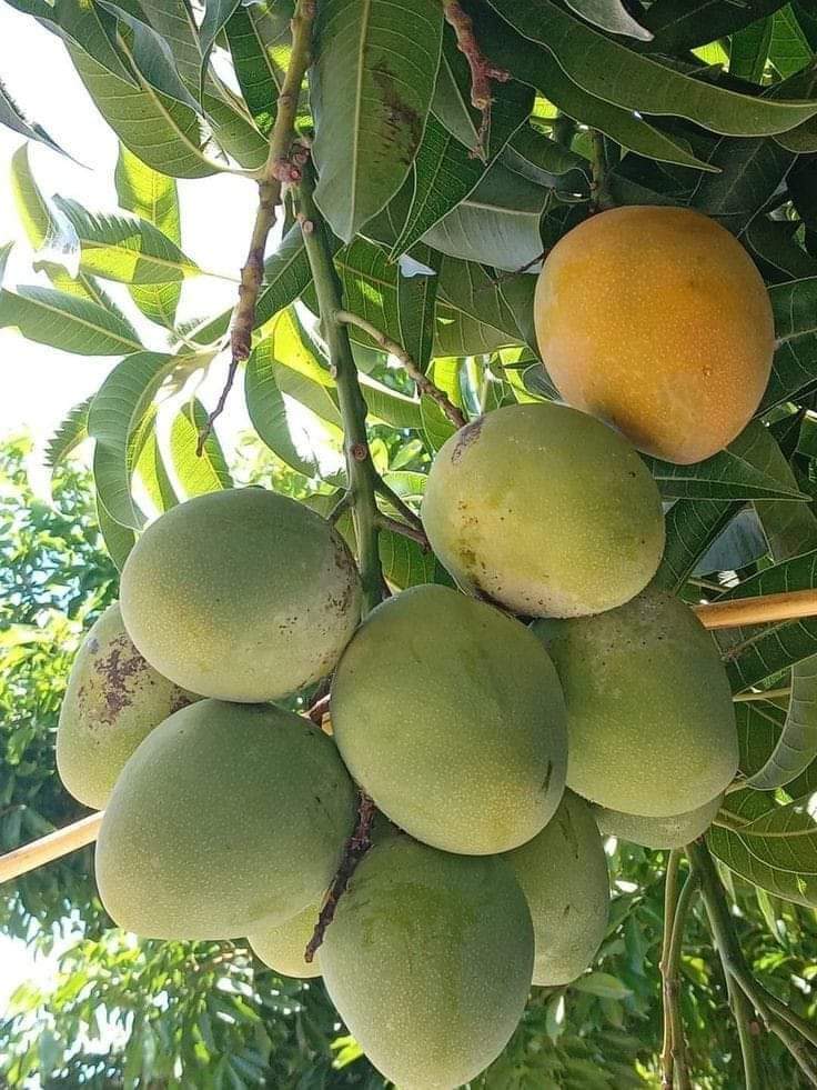 Mangoes (आंबे)