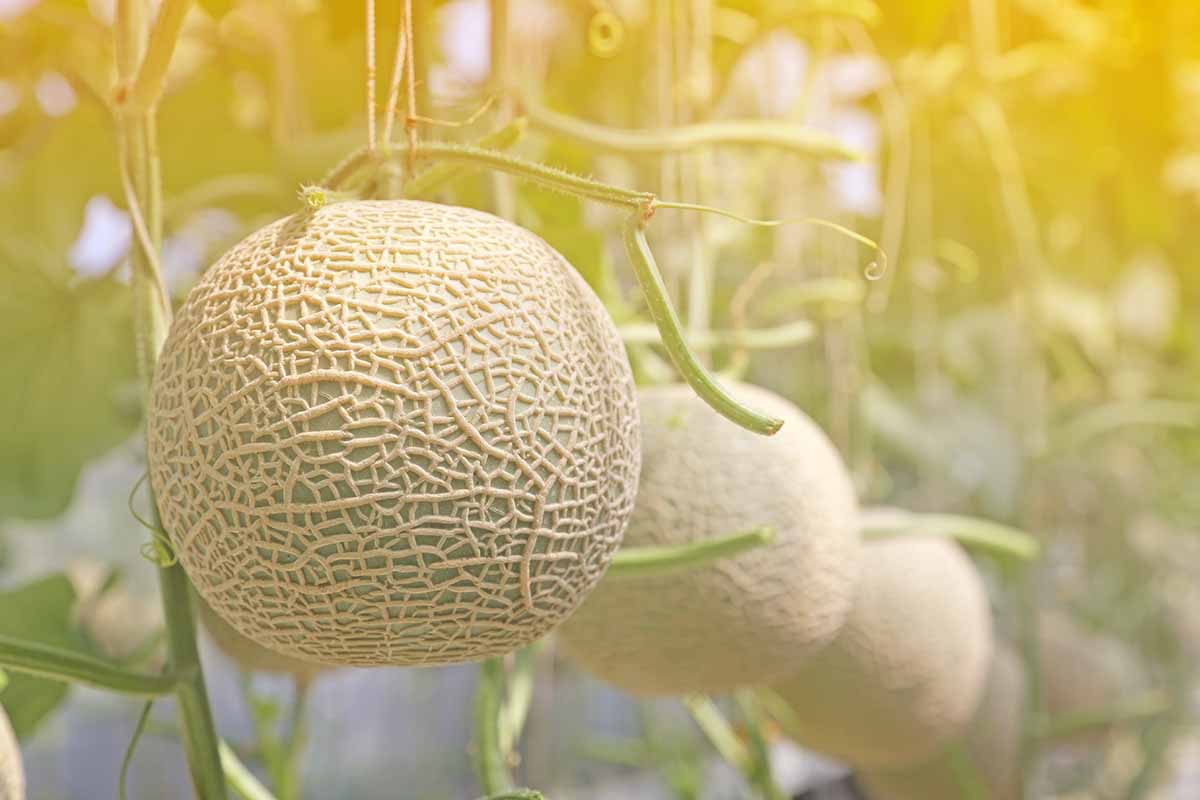 Muskmelons (खरबूज)