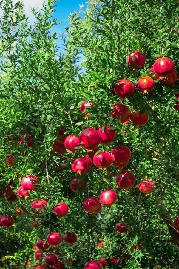 Pomegranates (डाळिंब)