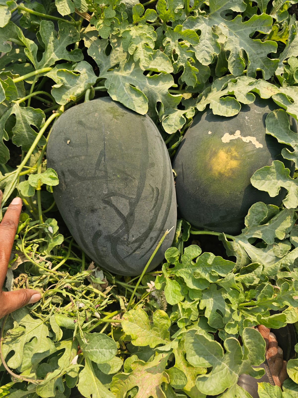 Watermelons (कलिंगड)