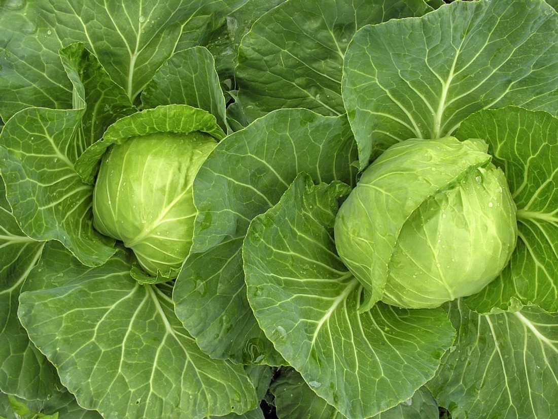 Cabbage (कोबी)