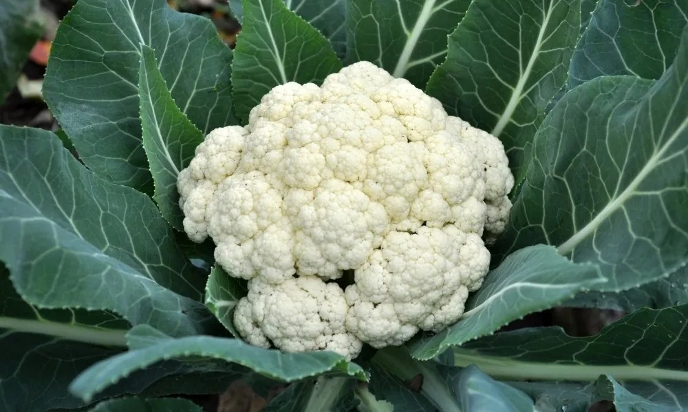 Cauliflower (फुलकोबी)