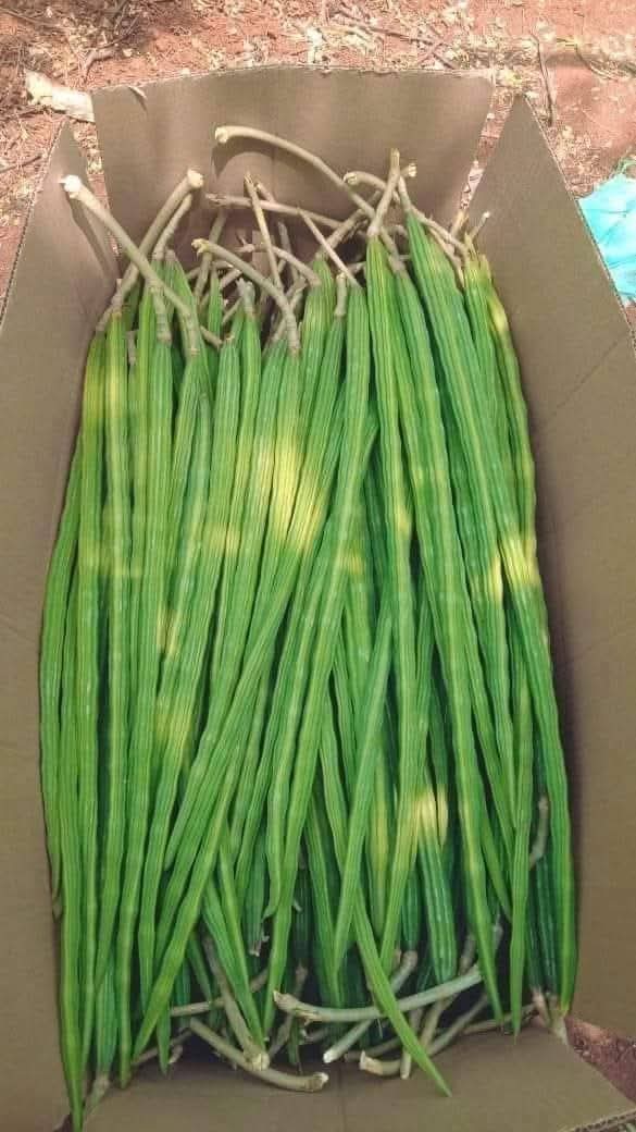 Drumstick (शेवगा)