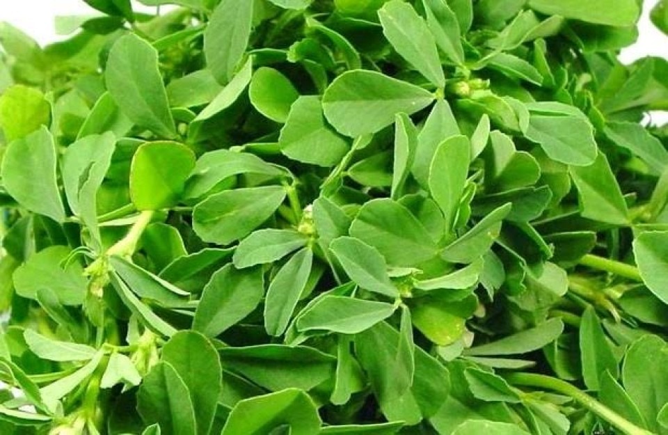Fenugreek Leaves (मेथी)