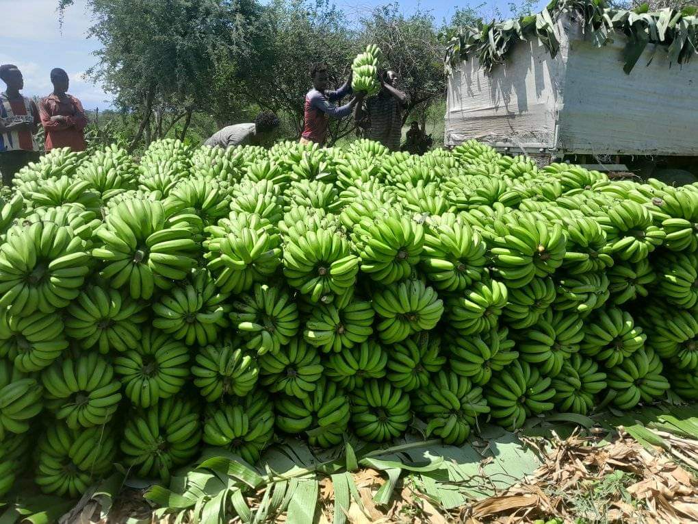 Fresh Vegetables