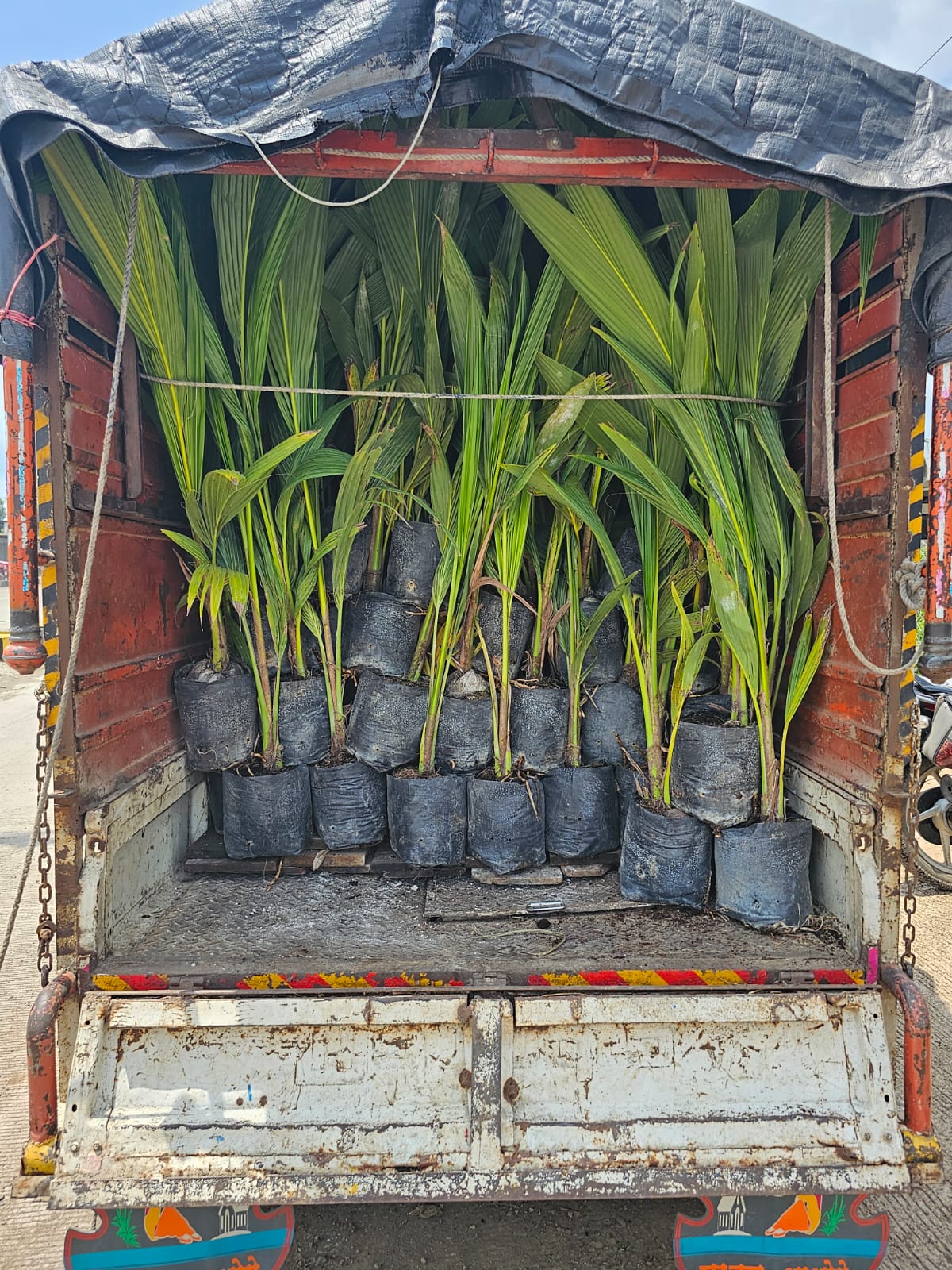 Image 15