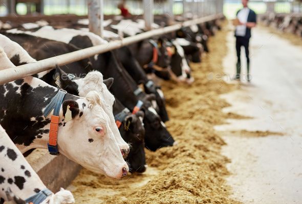 Animal Husbandry