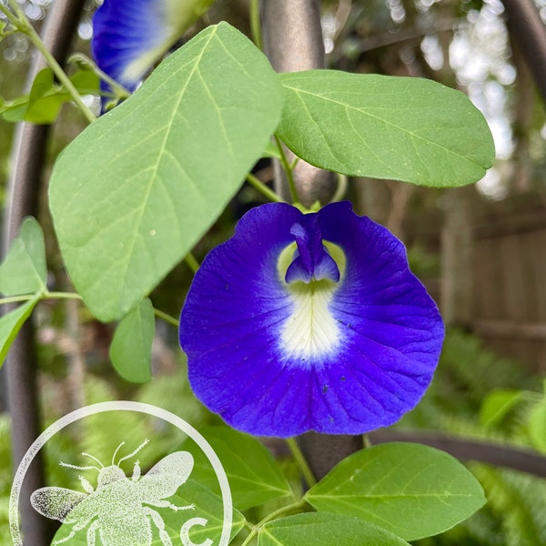 अपराजिता (Clitoria / Butterfly Pea)