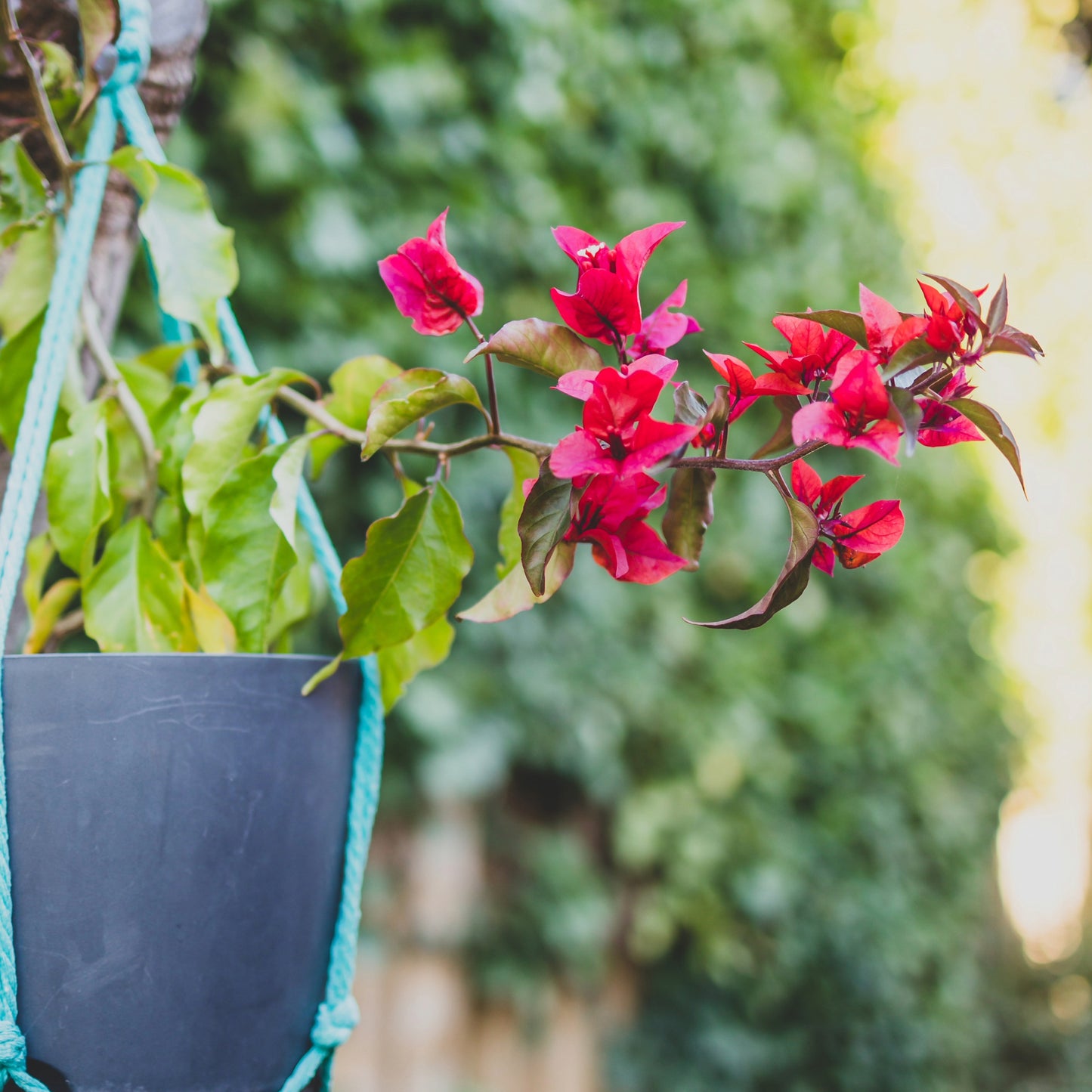 गुलछडी (Bougainvillea)