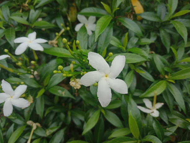 कुंद (Crepe Jasmine)
