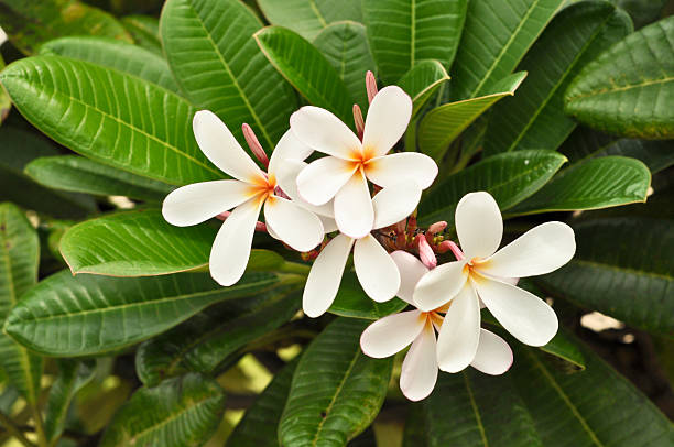 काळा चाफा (White Frangipani)