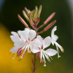 गौरैया (Gaura)
