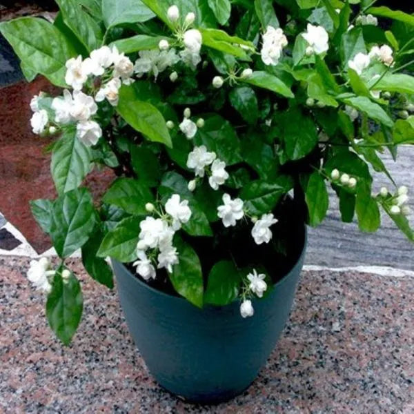 मोगरा (Jasmine)