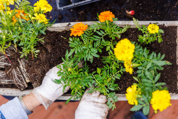 झेंडू (Marigold)