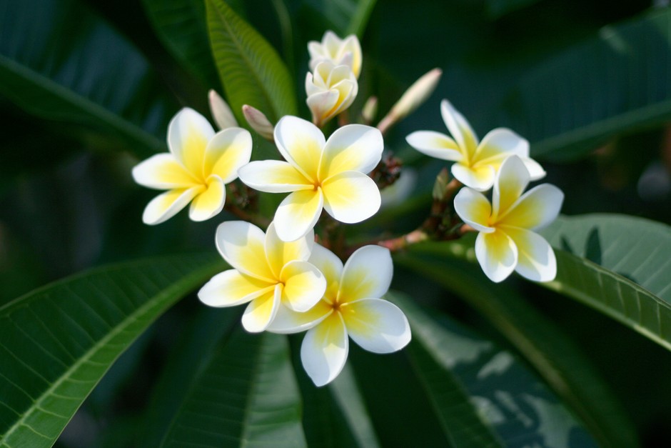 चाफा (Plumeria)