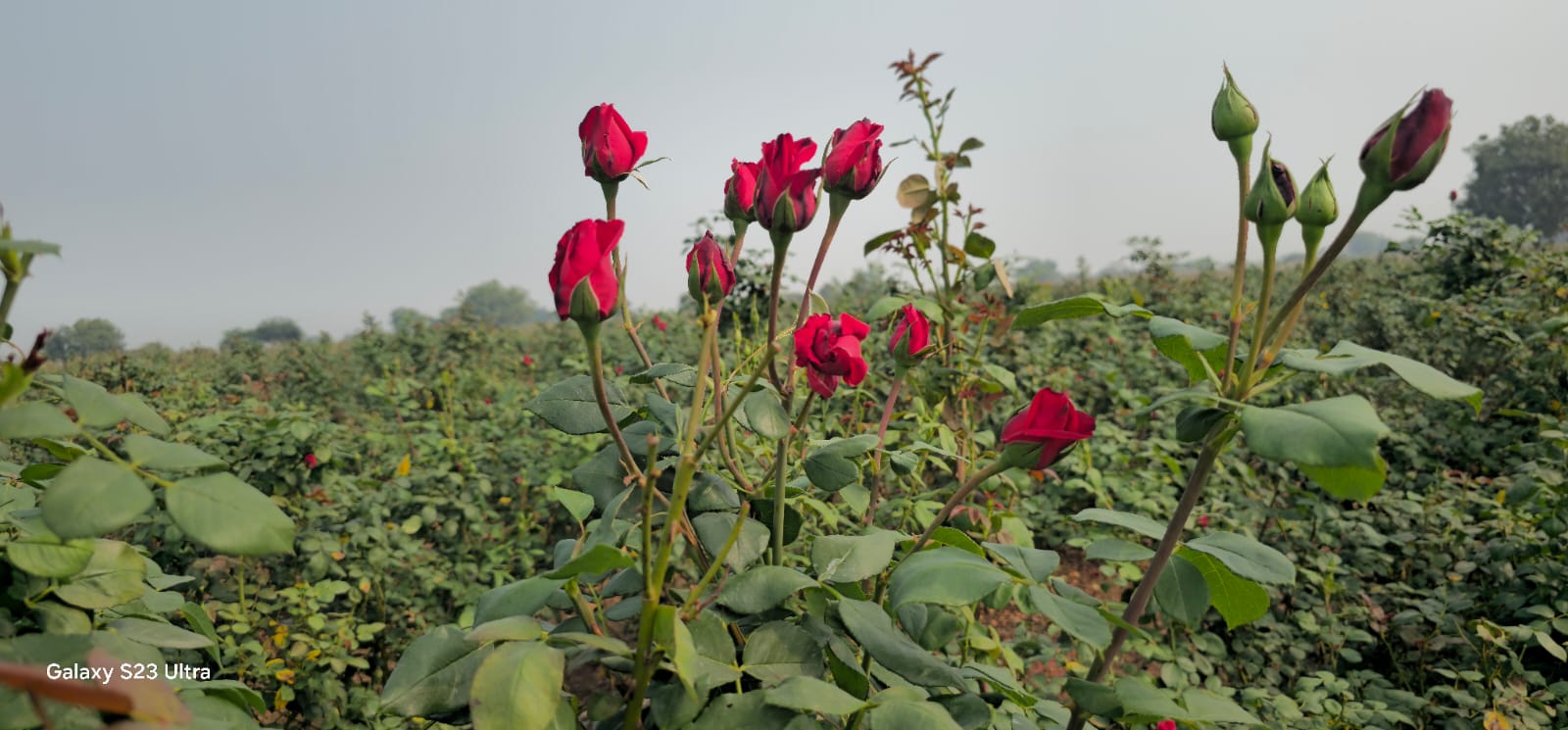 गुलाब (Rose)