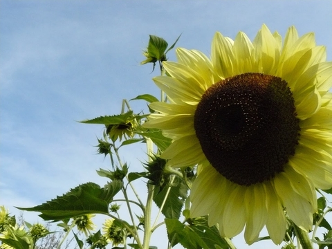 सूर्यफूल (Sunflower)