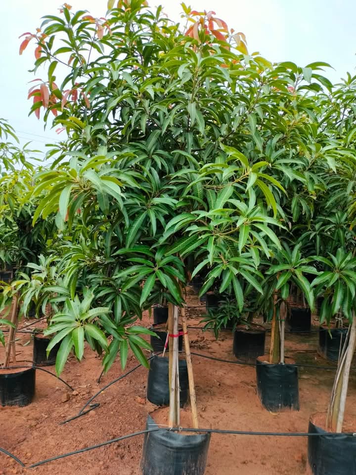 आंबा (Mango)