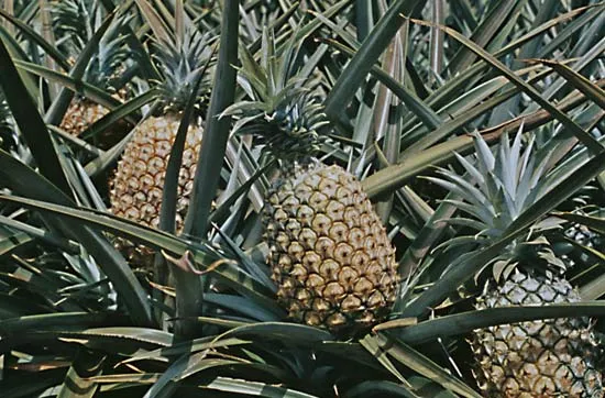अननस (Pineapple)
