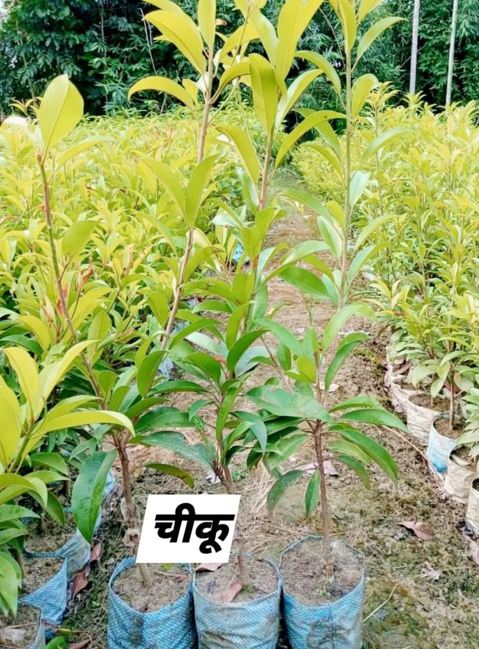 चीकू (Sapota)