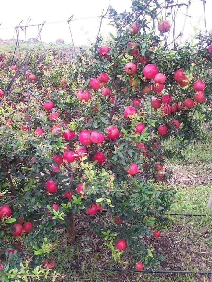 डाळिंब (Pomegranate)