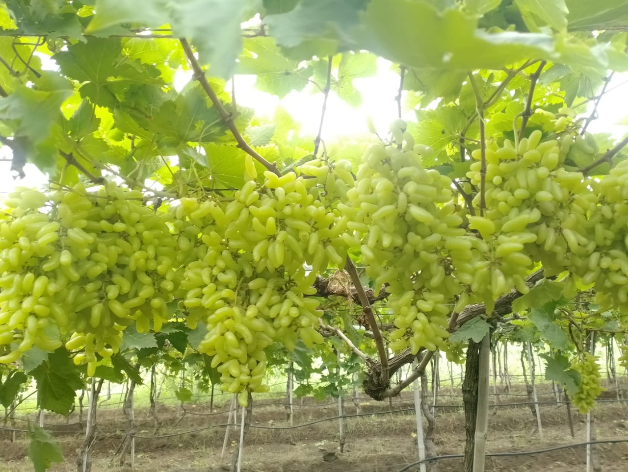 द्राक्षे (Grapes)