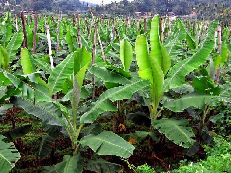 केळी (Banana)